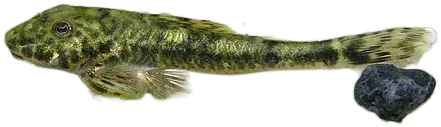 杂斑耳孔鲶 Pitbull Pleco