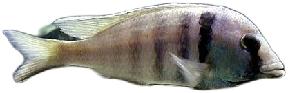 琥珀柔丽鲷 Placidochromis electra