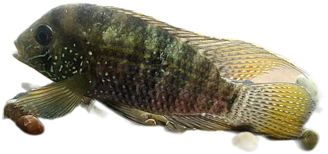 Platinum Acara