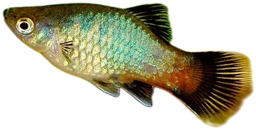 花斑剑尾鱼 Platy