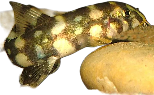 Polka Dot Loach