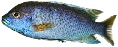 Pseudotropheus Acei