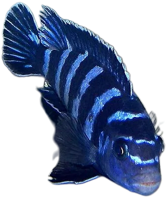 Pseudotropheus Demasoni