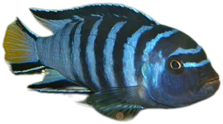Pseudotropheus Elongatus