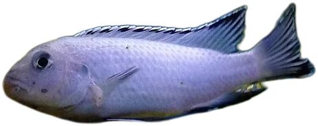 Pseudotropheus Socolofi