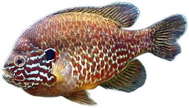 驼背太阳鱼 Pumpkinseed Sunfish