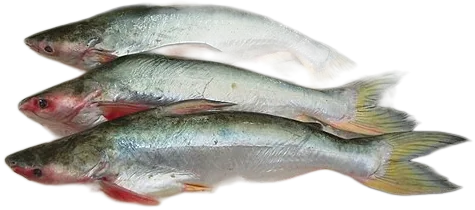 𩷶 Pungas Catfish