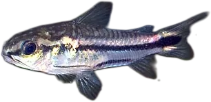 Pygmy Cory
