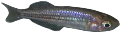 Pygmy Rainbowfish