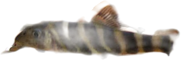 达林沙鳅 Queen Loach
