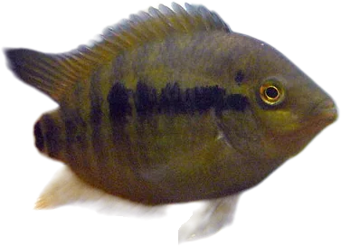 Rainbow Cichlid
