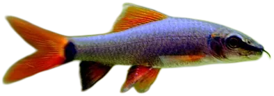 Rainbow Shark