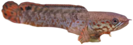布氏鳢 Rainbow Snakehead