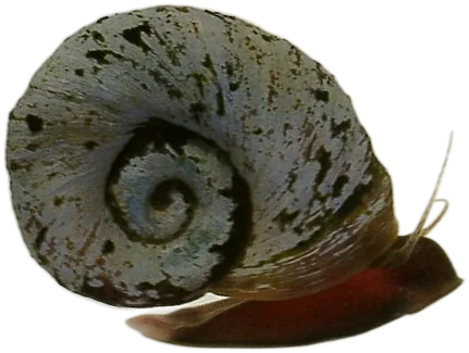 Ramshorn Snail