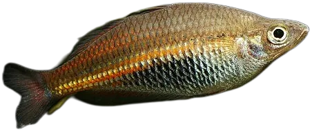 拉穆舌鳞银汉鱼 Ramu Rainbowfish
