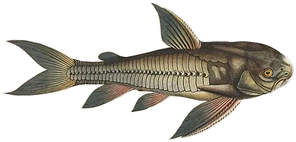 Raphael Catfish