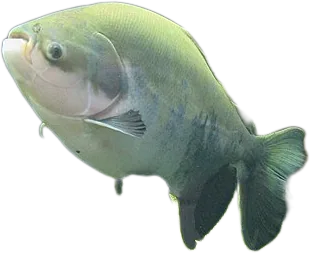 短盖肥脂鲤 Red Bellied Pacu