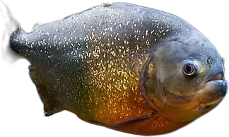 Red Bellied Piranha