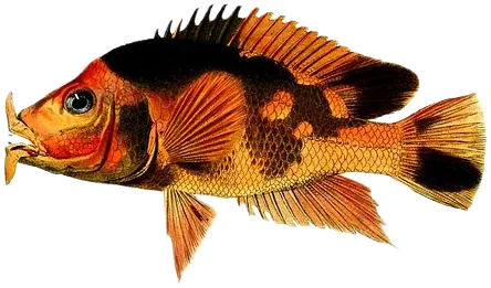 Red Devil Cichlid
