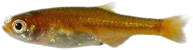 Red Dwarf Rasbora
