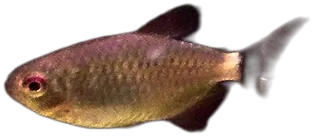 Red Eye Tetra