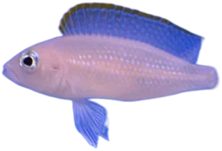 Red Fin Caudopunk