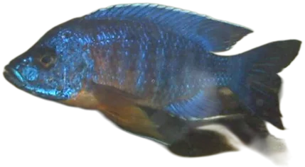 Red Peacock