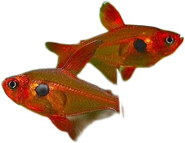 Red Phantom Tetra