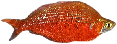 Red Rainbowfish