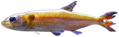 镰状狼牙脂鲤 Red Tail Barracuda