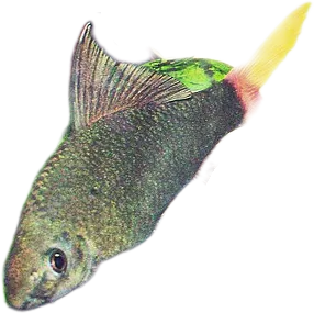 Red Tailed Black Shark