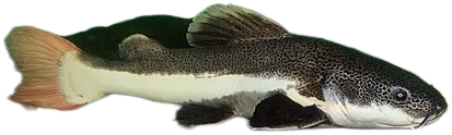 红尾鲶 Red Tailed Catfish