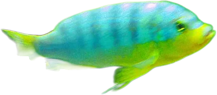 Red Top Cobalt Cichlid
