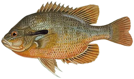 Redbreast Sunfish