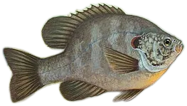 Redear Sunfish