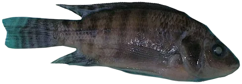 Redfin Tilapia