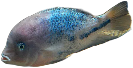 Redhead Cichlid