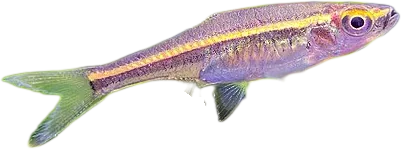 Redstripe Rasbora