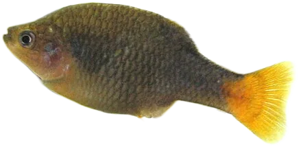 Redtail Splitfin
