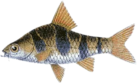 Rhomb Barb
