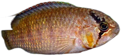 Rio Negro Dwarf Cichlid