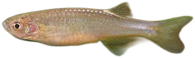 Rose Danio