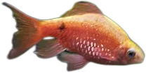 玫瑰无须魮 Rosy Barb