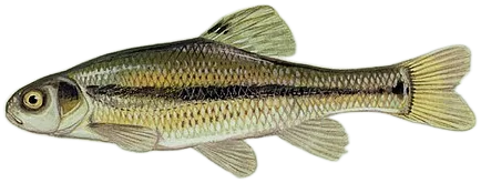 胖头鱥 Rosy Red Minnow