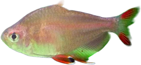 Rosy Tetra