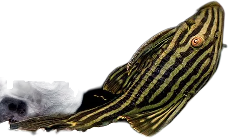 Royal Pleco