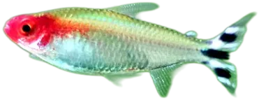 Rummynose Tetra