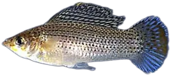 Sailfin Molly
