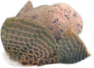 隆头翼甲鲶 Sailfin Pleco