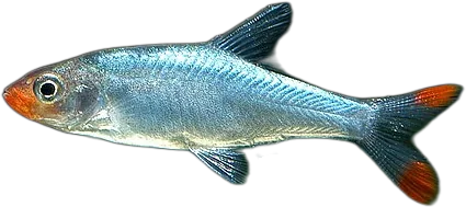 Sawbwa Barb